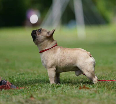 Male Frenchie from responsible breeder in Canada