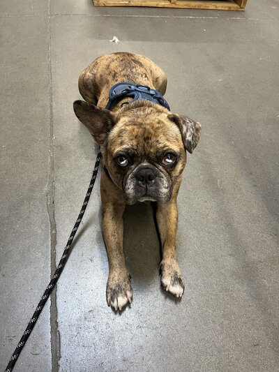 Hank (7)