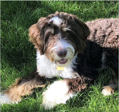 Chocolate mini bernedodole puppies