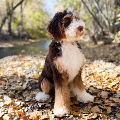 chocolate tri bernedoodle