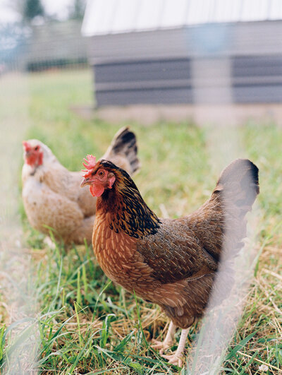 Two chickens roam the grounds of Paint Rock Farm, a scenic wedding venue in North Carolina.