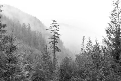 Black and whtie image of the tree line while hiking in toronto