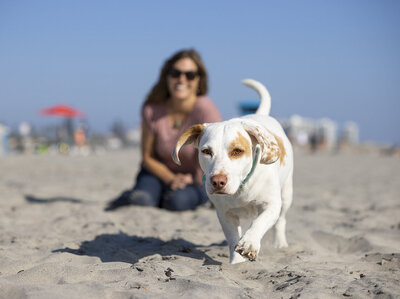 commercial-pet-photography-walking-dog