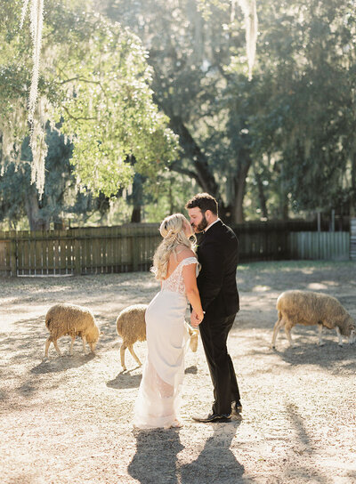 Newlywed portrait with the Middleton Place sheep
