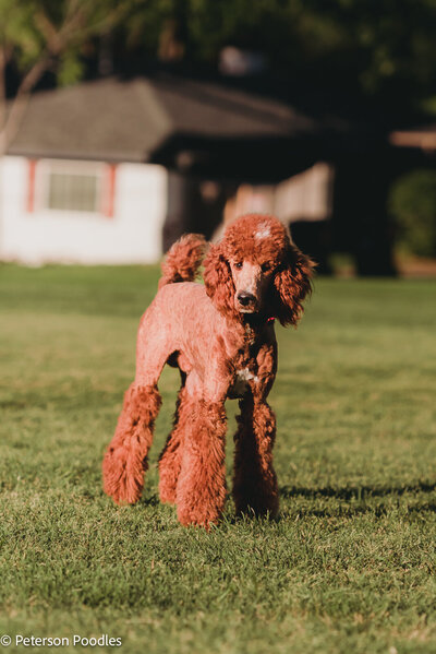 Red Moyen Poodle-13