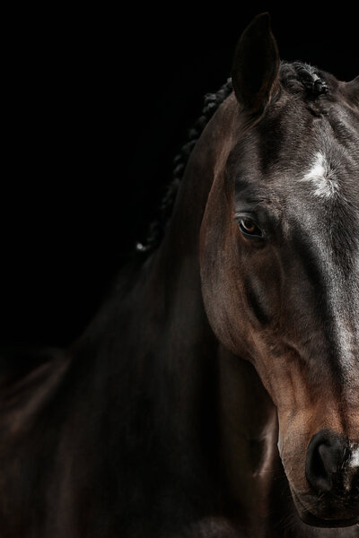 Fine-Art fotografie met paard