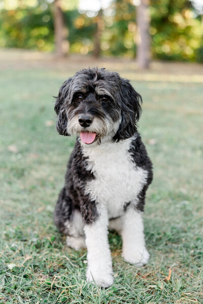 one of the central florida wedding photographers with her dog