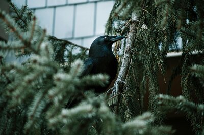 Crow in forest