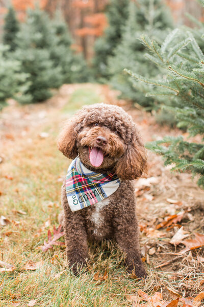 Mini Goldendoodle with tongue sticking out