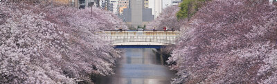 Decorative image of a footbridge over a canal during cherryblossom time
