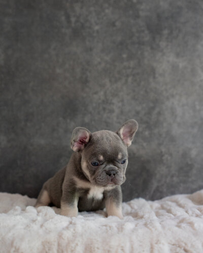 Lilac French Bulldog