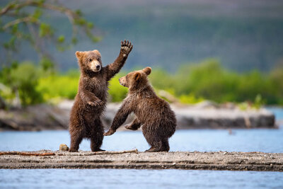 A brown bear and its cub sitting close together on a grassy riverbank, looking out toward the water.