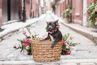 Chihuahua sitting in a basket wearing a floral crown
