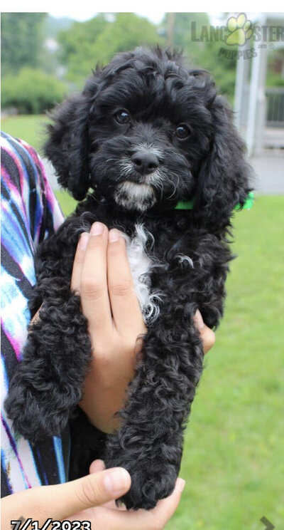 Black Cavapoo with white spots