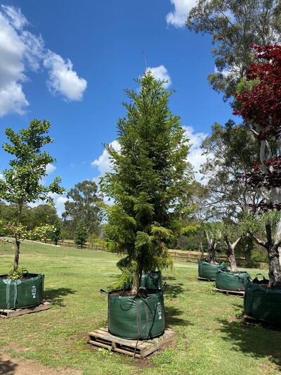 HOOP PINE Araucaria Cunninghamii