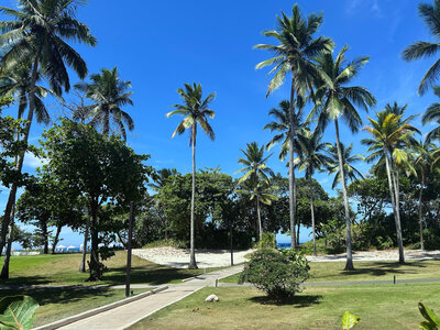 Palm trees and blue sky along a beachside golf resort in Playa Dorada