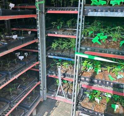 Young cannabis plants on growing shelves.