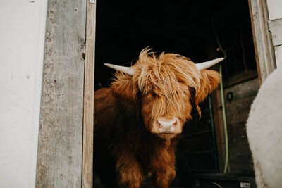 Cow at Farm Sanctuary