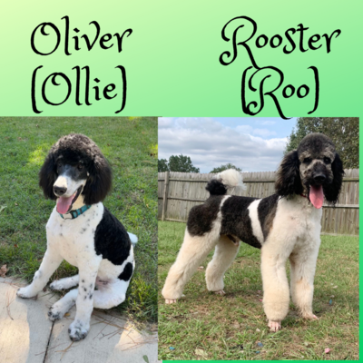 Oliver (Ollie)