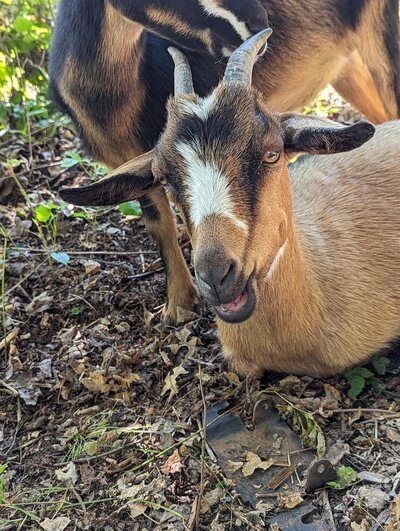 Brown and black goat