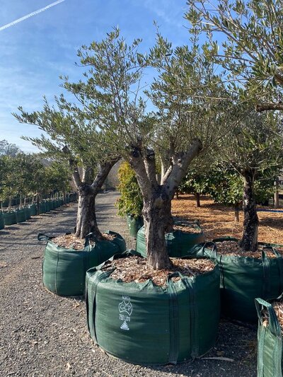 EX GROUND MATURE QUEEN OF SPAIN OLIVE TREE - Olea europaea 'Queen Of Spain'