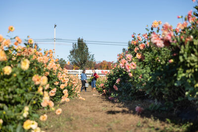 BarnDoorBlooms_Dahlias-4