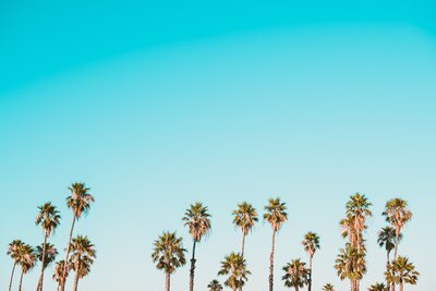 a line of palm trees along the horizon against a bright blue cloudless sky for product photography socialfizz