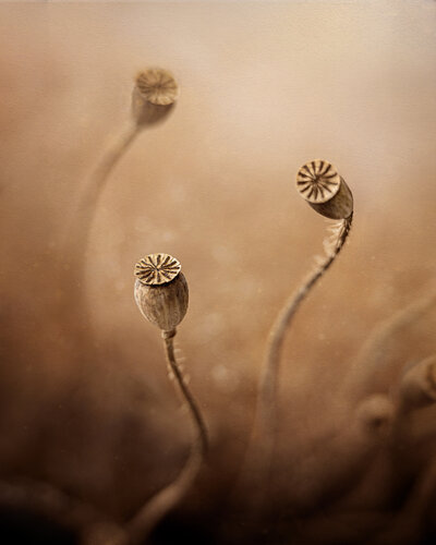 NATURESPATTERNS_Graves_D_002