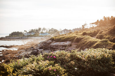 the coast of maine with lush green seagrass and pink beach roses overlooking the rockycoast