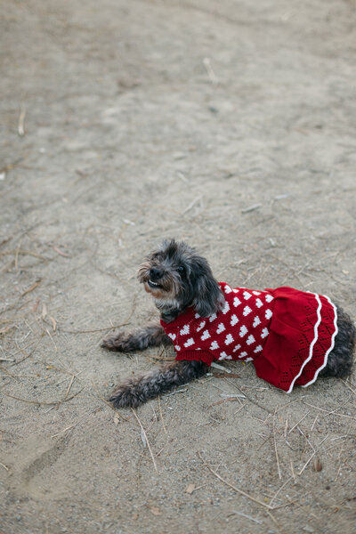 Dog wearing red sweater dress