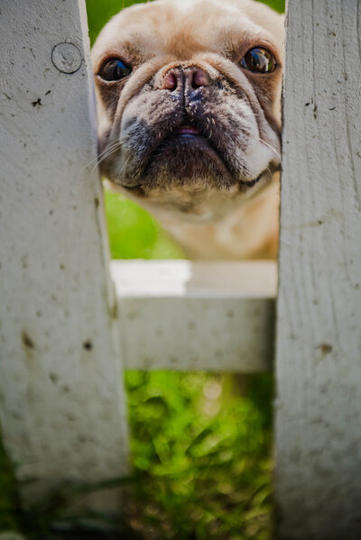 French bull dog smiling through gate