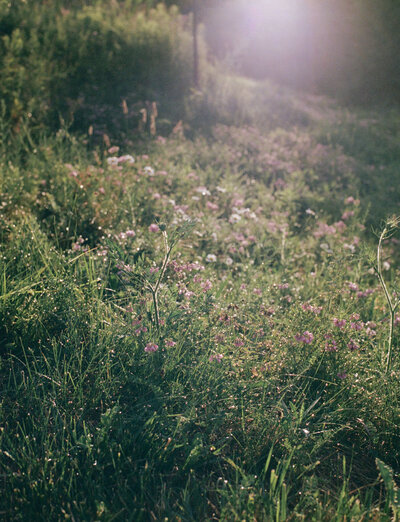 glowy summer film photography of wildflower meadow at sunrise, white and pink flowers, Detroit Rose Bloom