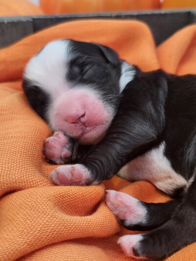 e4298757-55be-4a36-a0f8-04c781d5fb2d