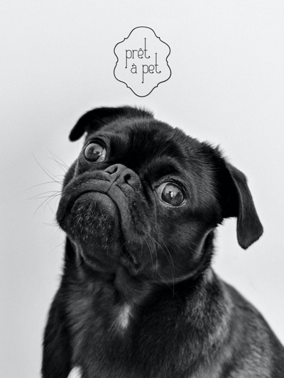 pret a pet frenchie