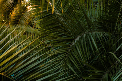 kaboompics_free-nature-backgrounds-tropical-plants-and-palms-mediterranean-warm-tones-wallpapers-37869