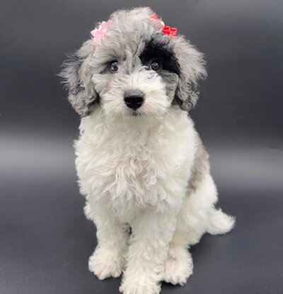 Toy poodle puppies for sale near me