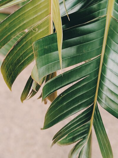 pexels-valeriia-miller-2516653