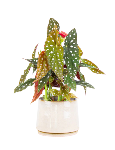 Polka dot begonia