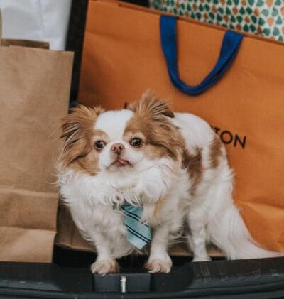 A dog in a tie sitting in a trunk with shopping bags behind them 