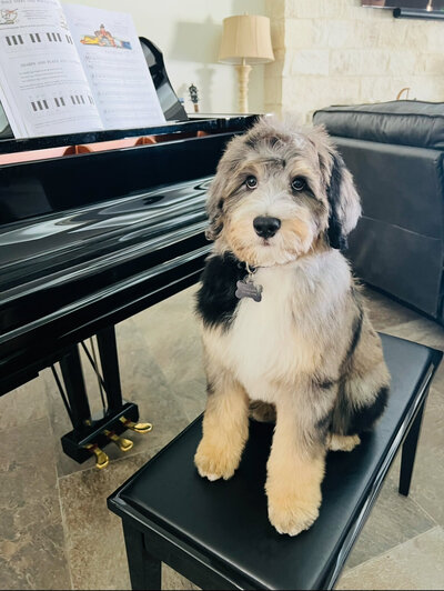 mini/medium bernedoodles
