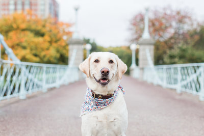 Yellow Lab wearing a scarf