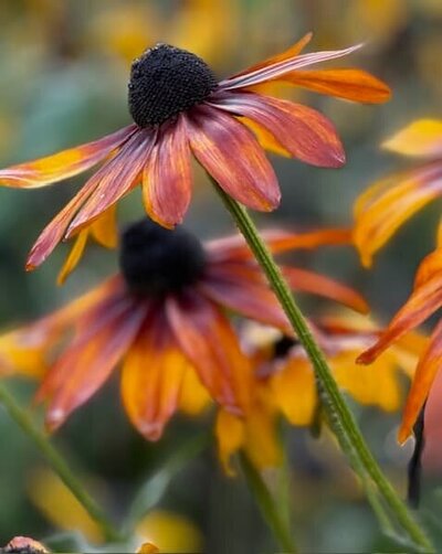 A close-up of a Black-Eyed Susan flower with golden petals and a dark center, highlighting its beauty and resilience in sustainable gardens.