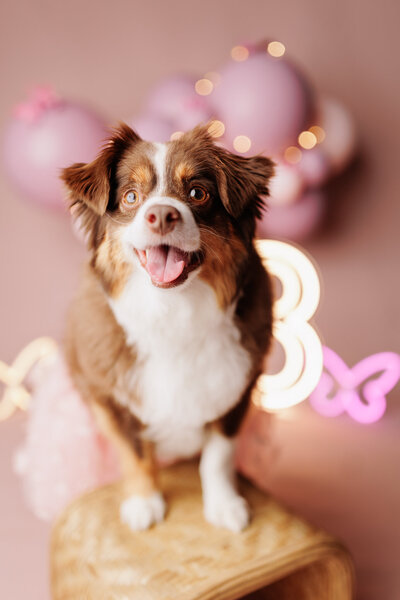 Best NWA pet photographer, pet portraits near me, Northwest Arkansas pet photography, NW Arkansas pet photos