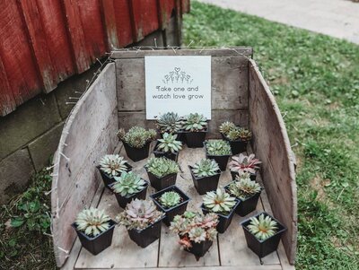 succulents in a small wooden wagon