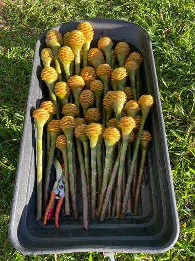 Beehive ginger harvest process