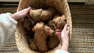 Basket of F1b Mini and Petite Goldendoodle puppies. 4 weeks old  
