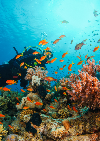 A scuba diver explores a vibrant underwater scene filled with colorful coral and fish, highlighting the beauty of marine life.