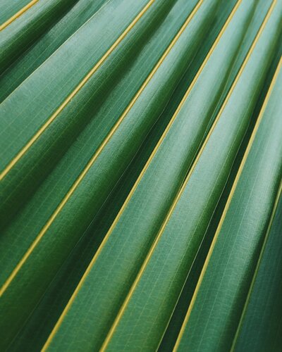 Fan of greenery