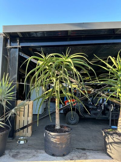 ALOE BARBERAE Aloidendron barberae