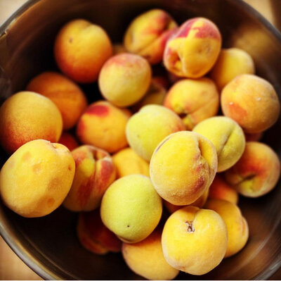 A basket of peaches grown in Wayland MA